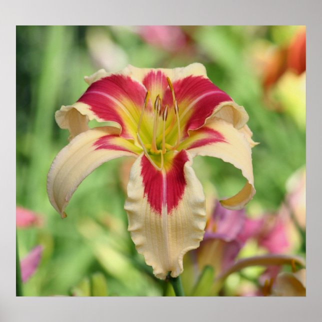 Daylily Garden Poster (Front)