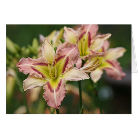 Daylily 'Heavenly Pink Butterfly (Front Horizontal)