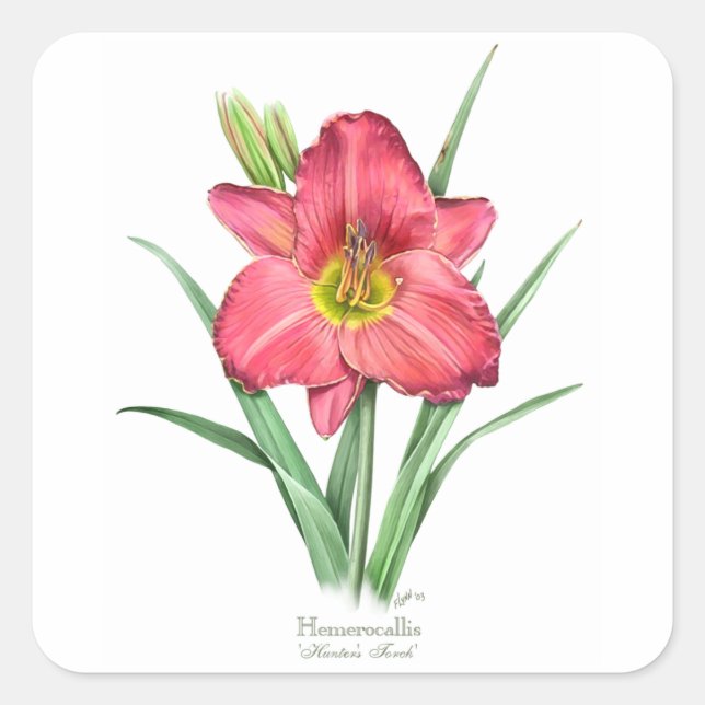Daylily - Hunter's Torch Square Sticker (Front)