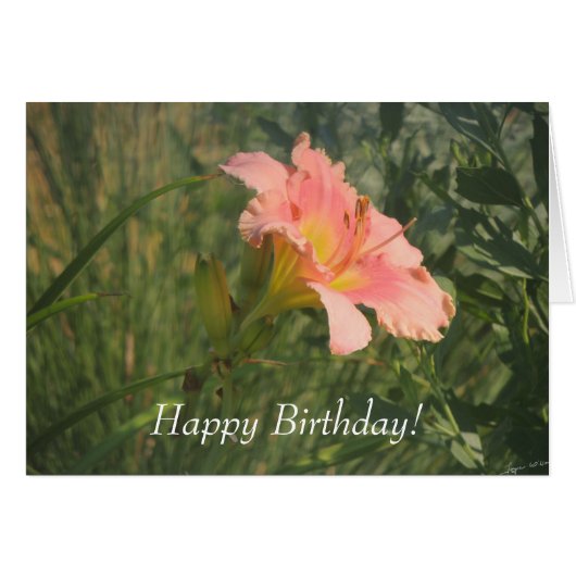 Daylily in the Sun Cards (Front Horizontal)