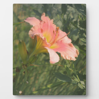 Daylily in the Sun Plaque