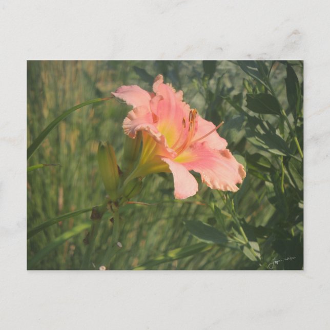 Daylily in the Sun Postcard (Front)