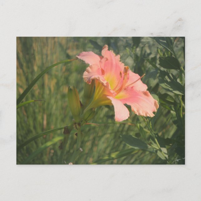 Daylily in the Sun Postcard (Front)