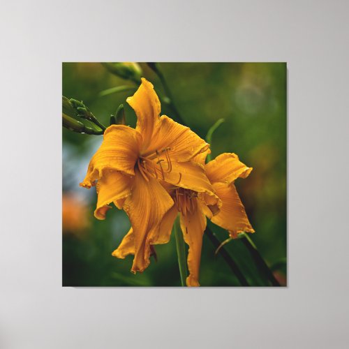 Daylily Jersey Spider Canvas Print