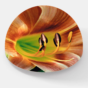 Daylily Macro Apron Paperweight