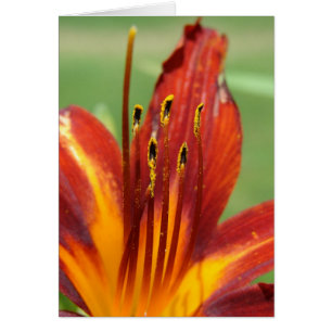 Daylily Macro Photo