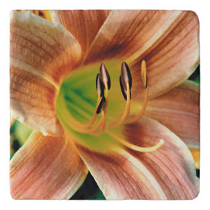 Daylily Macro Trivet