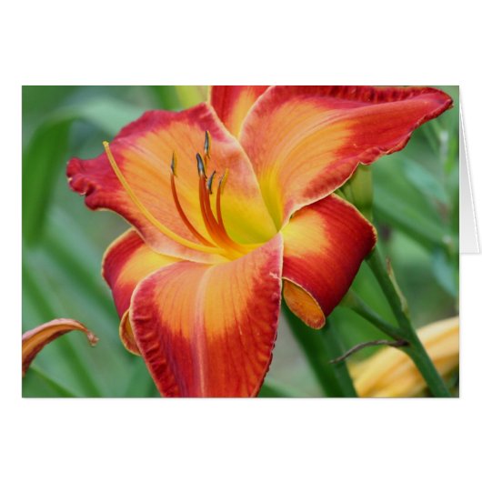 Daylily 'Matchless Fire' Cards (Front Horizontal)