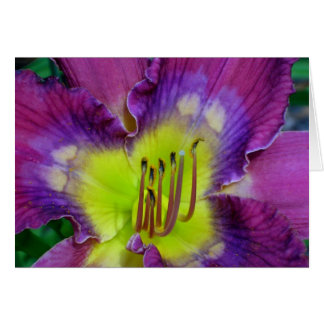 Daylily 'Nick Of Time' Cards
