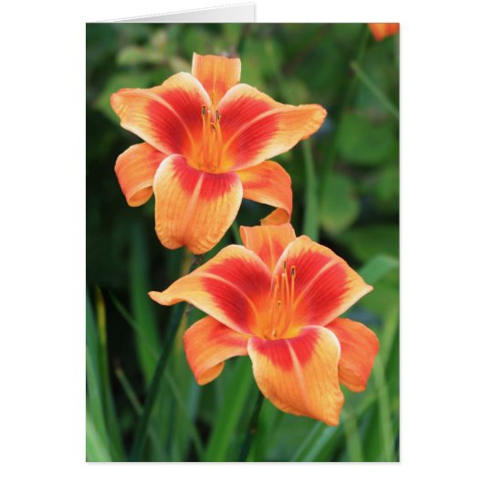 Daylily 'Outrageous' Cards (Front)