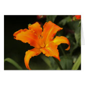 Daylily "Primal Scream" (Front Horizontal)