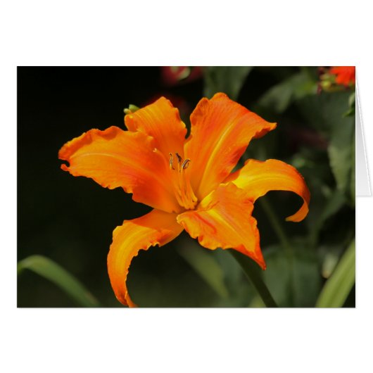 Daylily "Primal Scream" Cards (Front Horizontal)