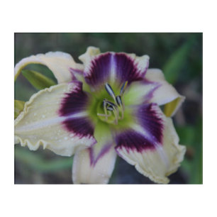 Daylily Seedling Acrylic Print