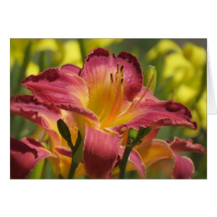 Daylily Sheik Cards