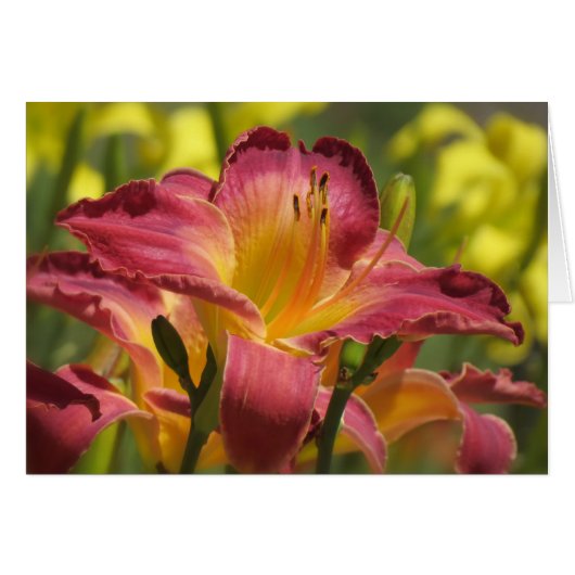 Daylily Sheik Cards (Front Horizontal)