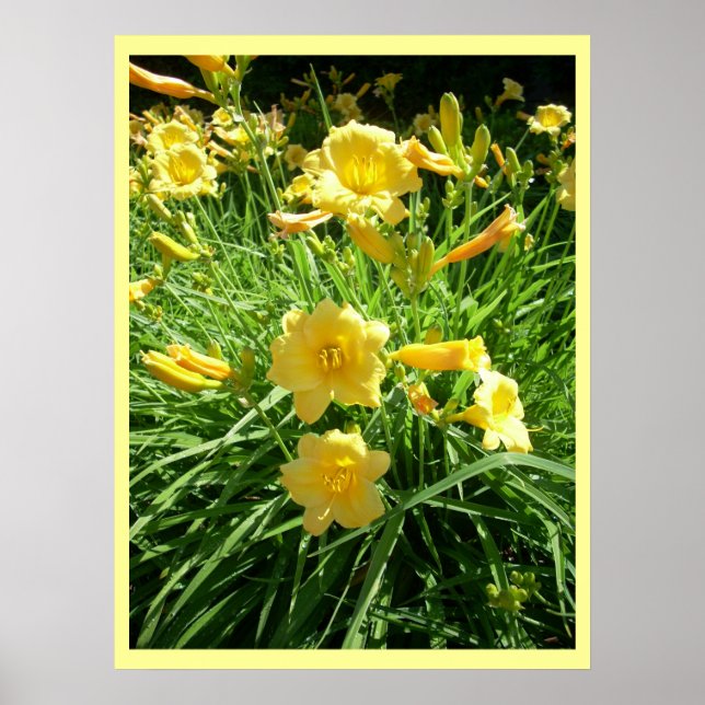 Daylily Splendor Poster (Front)