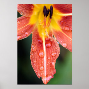 Daylily, Value Poster Paper (Matte)