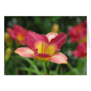 Daylily Vision - Old King Cole Daylily Cards
