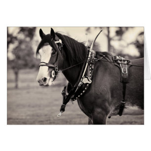 Days Gone By - Clydesdale Horse Cards