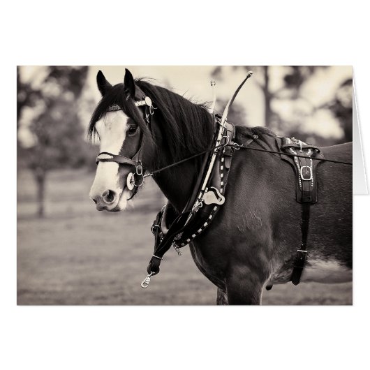 Days Gone By - Clydesdale Horse Cards (Front Horizontal)