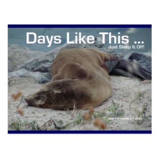 Days Like This (Sea Lion) - Postcard
