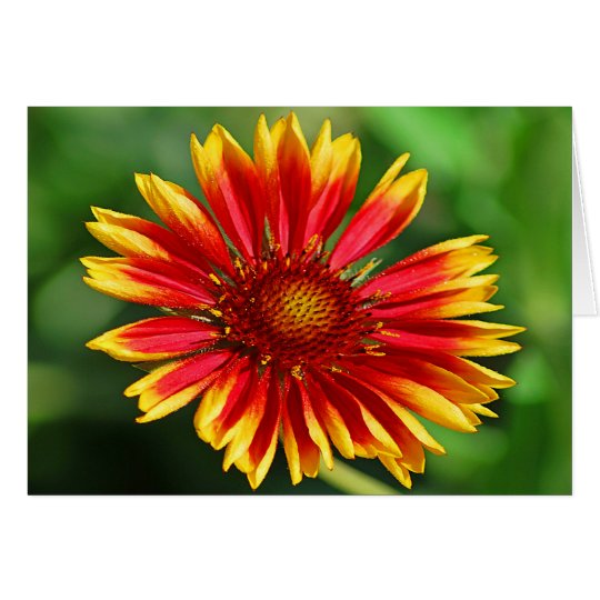 Dazzle Delight Card
