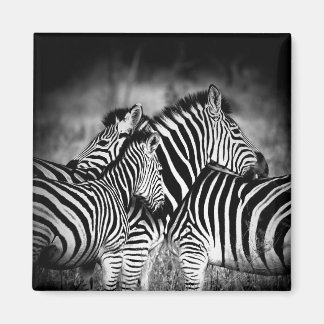 Dazzle of Zebra  Magnet