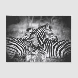 Dazzle of Zebra  Tissue Paper