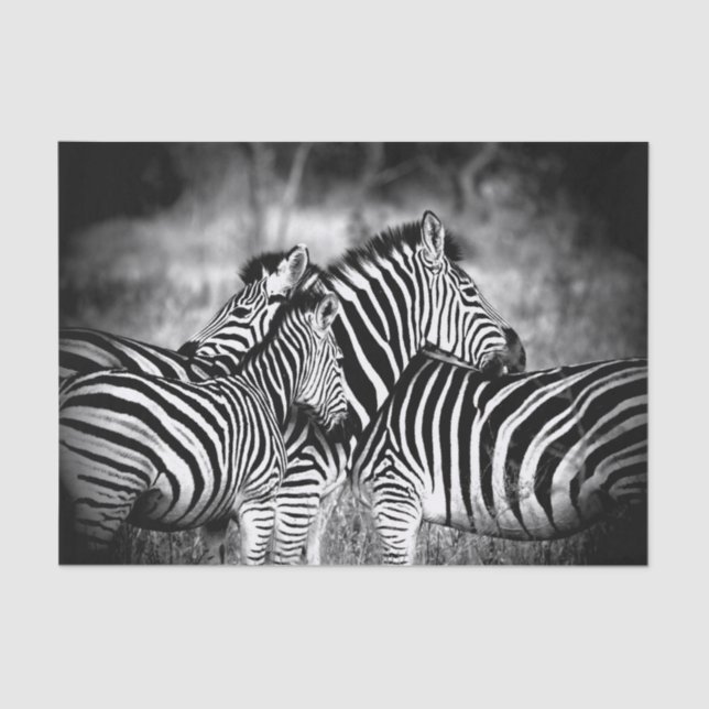 Dazzle of Zebra  Tissue Paper (Front)