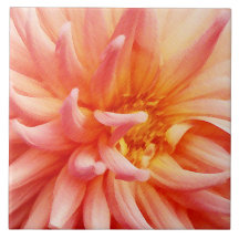 Dazzling Dahlia Flower