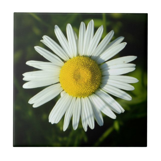 Dazzling Daisy Ceramic Tile (Front)