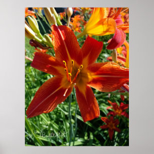Dazzling Display of Dancing Tiger Lily Poster