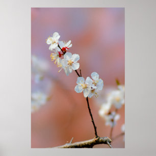 Dazzling Japanese Apricot Blossoms Poster