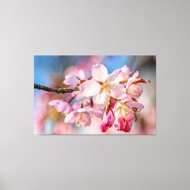 Dazzling Sakura Flowers. Beige And Blue Background Canvas Print (Front)