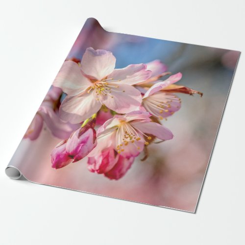 Dazzling Sakura Flowers Beige And Blue Background Wrapping Paper