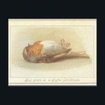 Dead Bird Christmas Card<br><div class="desc">What could be more festive than a dead bird? Merry Christmas!</div>
