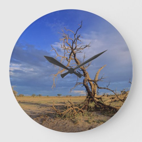 Dead Camel Thorn Acacia Erioloba Tree Large Clock