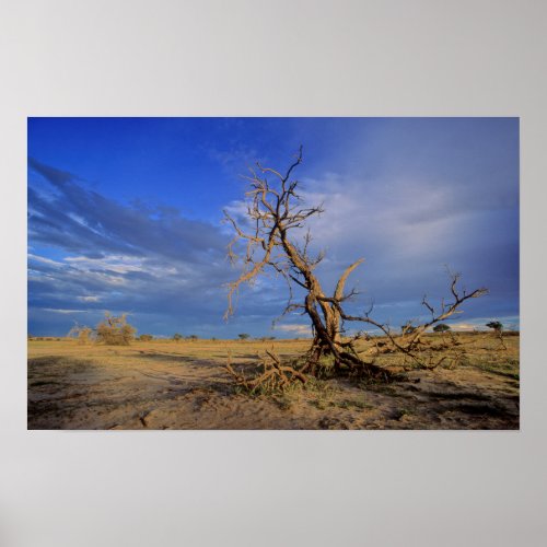 Dead Camel Thorn Acacia Erioloba Tree Poster