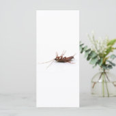 Dead cockroach (Standing Front)