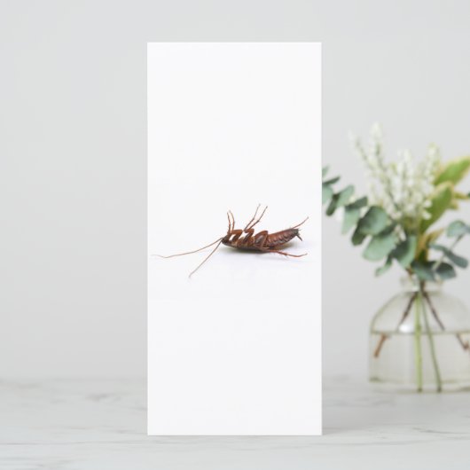 Dead cockroach (Standing Front)