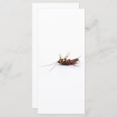 Dead cockroach (Front/Back)