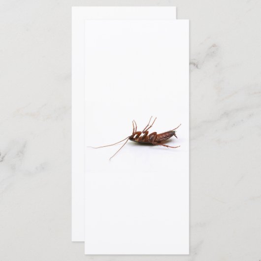 Dead cockroach (Front/Back)
