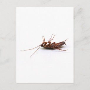 Dead cockroach postcard