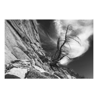 Dead Juniper Tree on Ledge of Half Dome Granite Photo Print