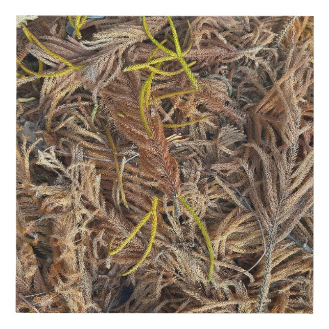 Dead Leaves on the Dirty Ground Faux Canvas Print (Front)