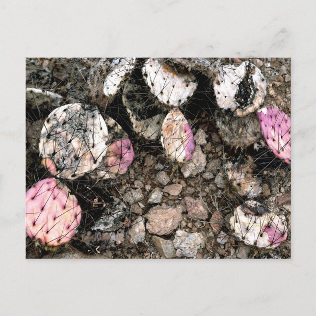 Dead Pink Cactus Postcard (Front)