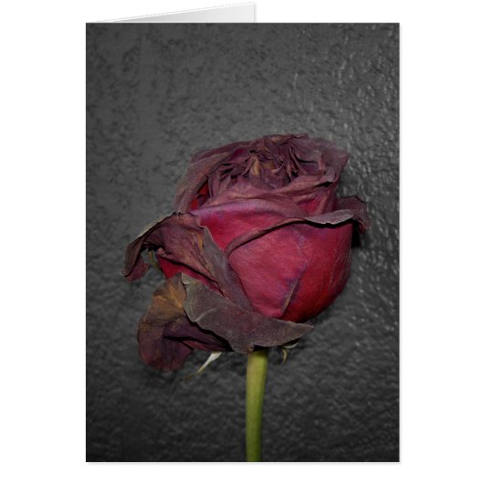 Dead Roses Cards (Front)