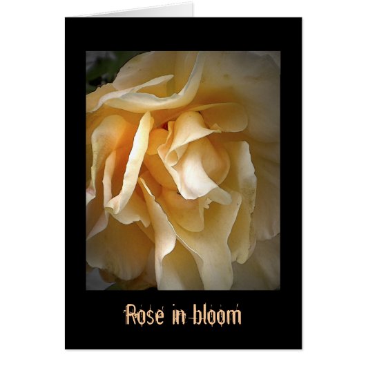 Dead Roses: Rose in bloom Cards (Front)