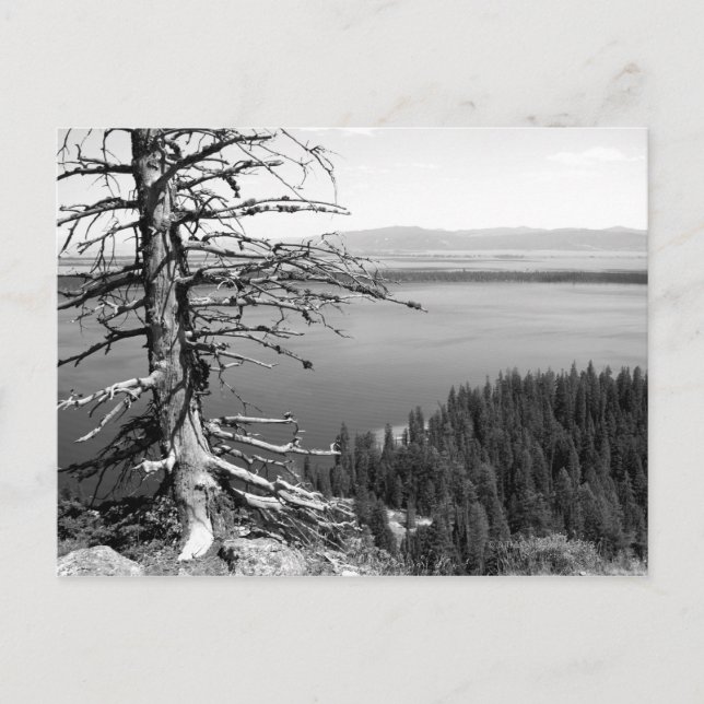 Dead tree, Jenny Lake, Grand Teton, Wyoming Postcard (Front)