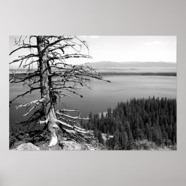 Dead tree, Jenny Lake, Grand Teton, Wyoming Poster (Front)